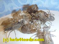 /home//u458753944/public_html/sourcegallery//Insects and small critters/silliness/P1050001.JPG